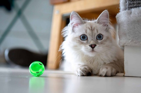 The role of enrichment toys in a cat's life